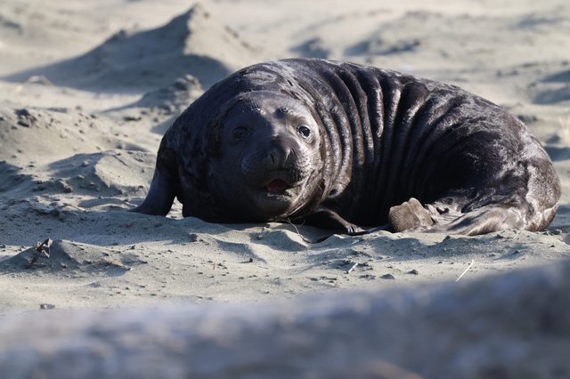 Young Elephant Seal Pup Resting on Sandy Beach