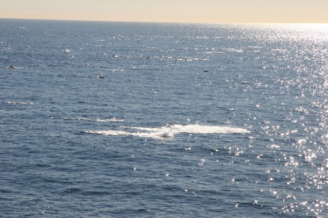 Majestic Whale Swimming Near Shore