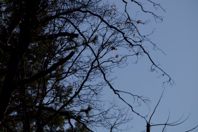 Bare Winter Branches Against Twilight Sky in Yosemite