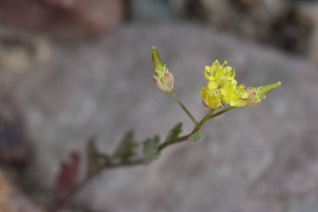 A tiny bloom thriving on a rocky surface