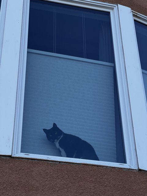 The Window Watcher