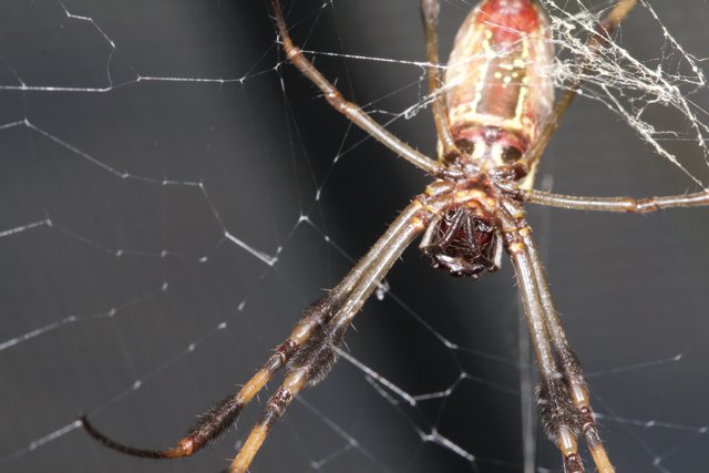 Red-legged Garden Spider