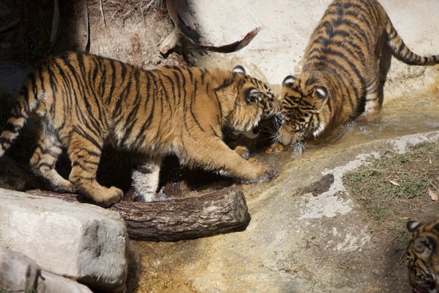 Splish Splash with Tigers