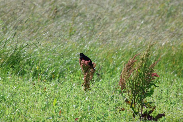 Red-winged Blackbird Perched on Wildflower in Grassland
