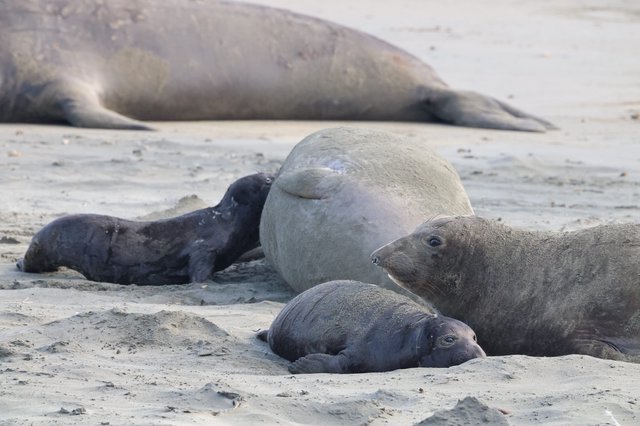 Elephant Seal Family Resting on Sandy Beach