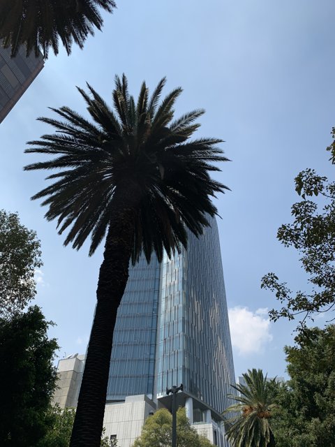 Tall palm tree against modern office building