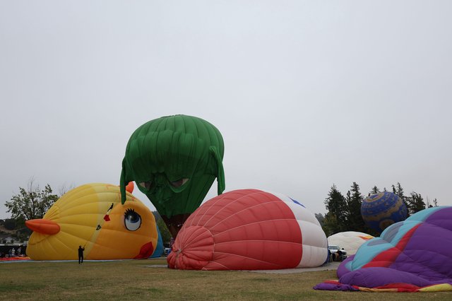 Colorful Hot Air Balloons Inflating at Dawn Festival