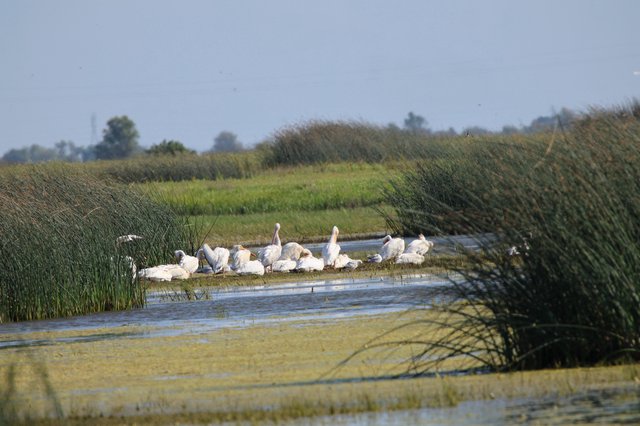 White Pelicans Resting in Yolo Bypass Wetlands
