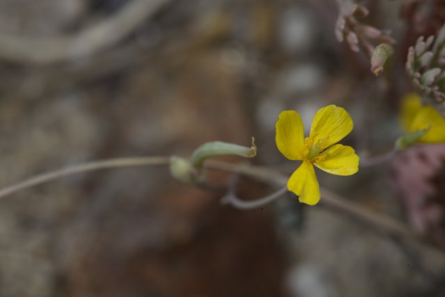 A Geranium Flower of Anza