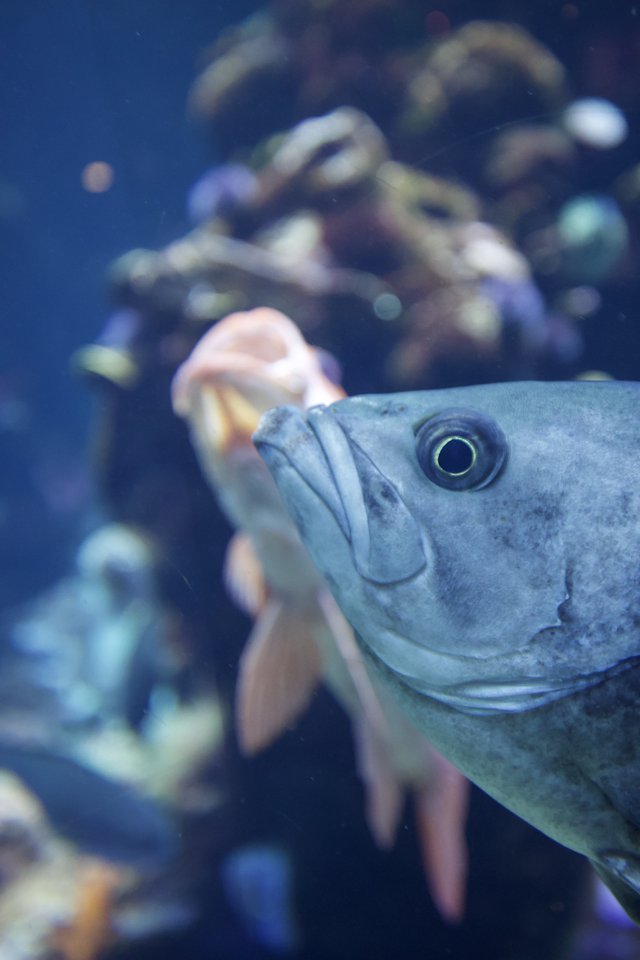 Close-Up Portrait of Gray Fish in Aquarium