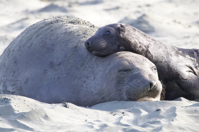 Elephant Seal Mother and Pup Resting on Sandy Beach