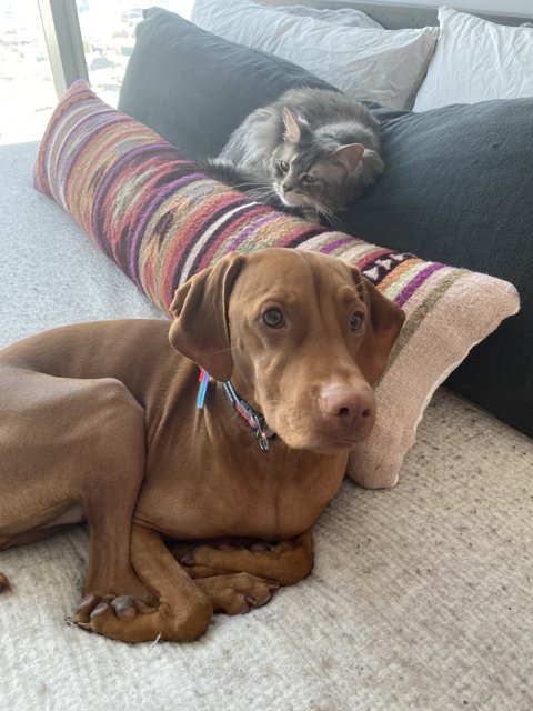 Home Decor: A Canine and Feline Companionship