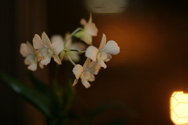 A Serene White Orchid