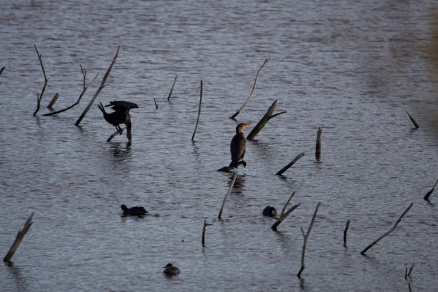 Lake Merced's Winged Silhouettes: A Display of Avian Diversity