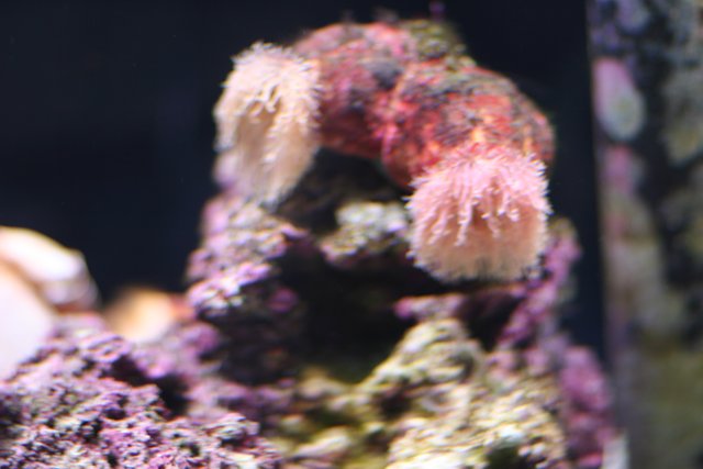 Pink Sea Anemone on a Rock