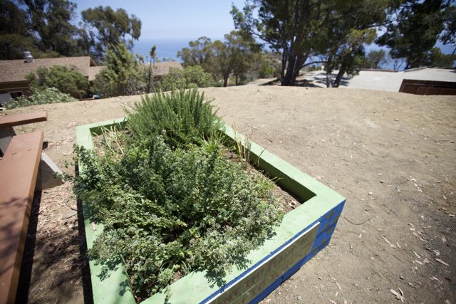 Lush Greenery in a Planter Box