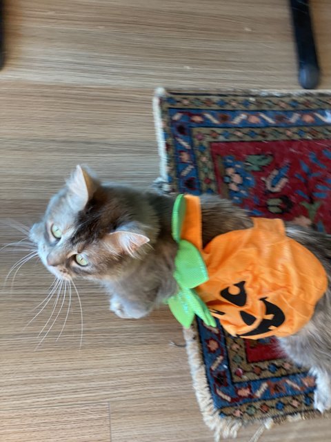 Halloween Cat-titude