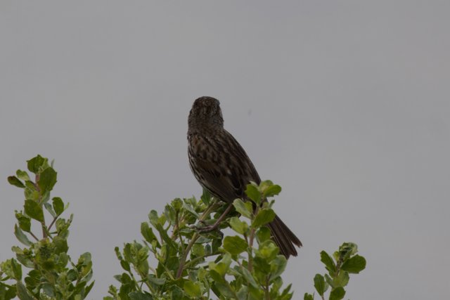 A Moment of Perch