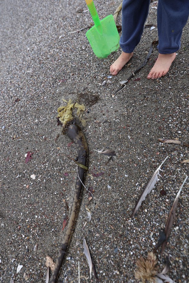 Child Explores Washed-Up Seaweed on Sandy Beach