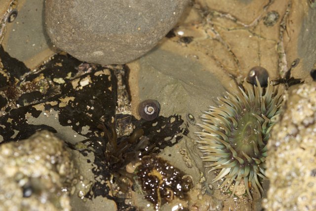 Sea Urchin on Rocky Terrain
