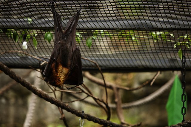 The Upside-Down World of Bats