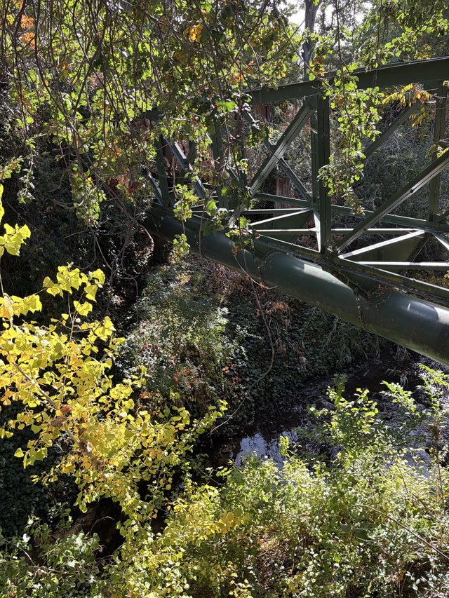 Abandoned Bridge Reclaimed by Nature