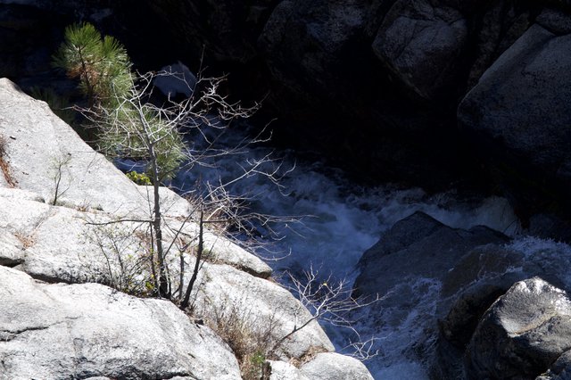 Resilient Trees Clinging to Granite Above Rushing Winter Waters