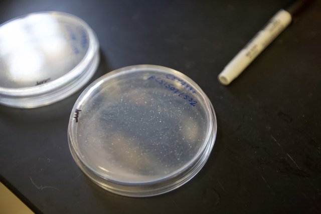 White Marked Petri Dishes
