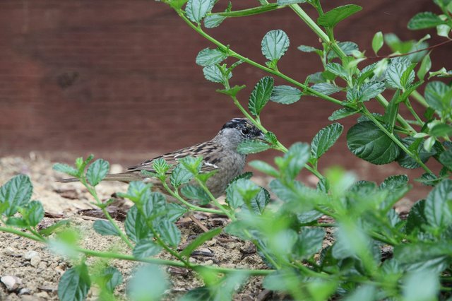 Golden-Crowned Sparrow Foraging Among Green Foliage