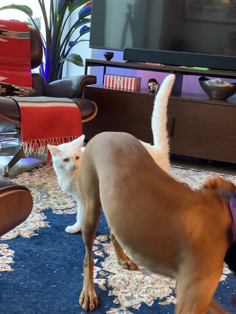 Playtime in the Living Room