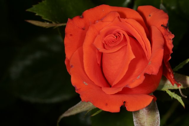 Vibrant Orange Rose
