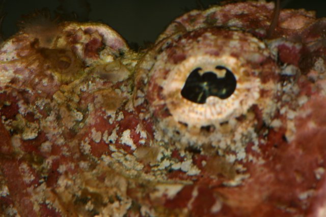 Vivid Red and White Reef Fish in Aquarium