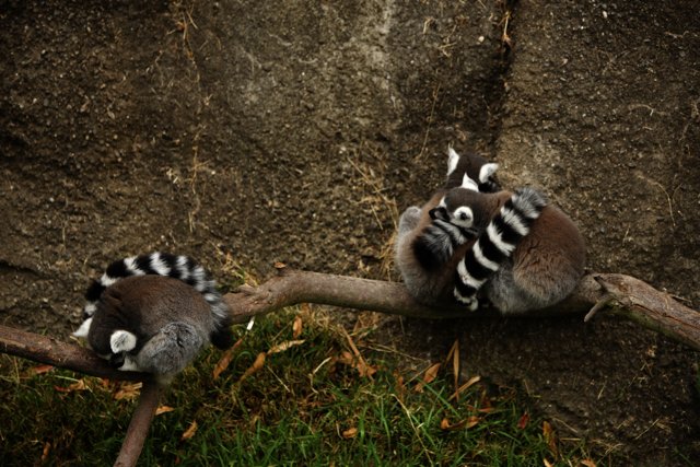 Lemur Trio at the Oakland Zoo, 2023