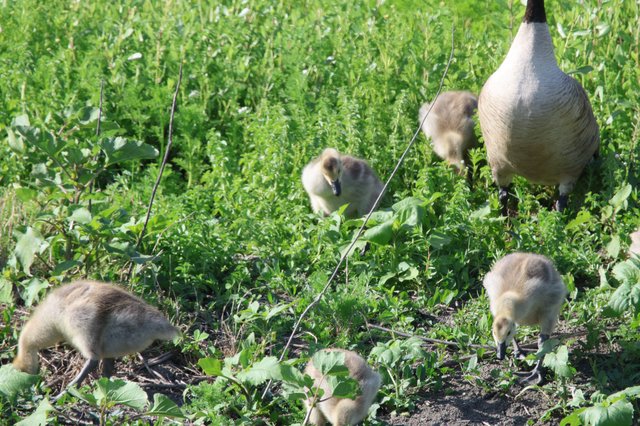 Canada Goose Family Foraging in Wetland Grassland