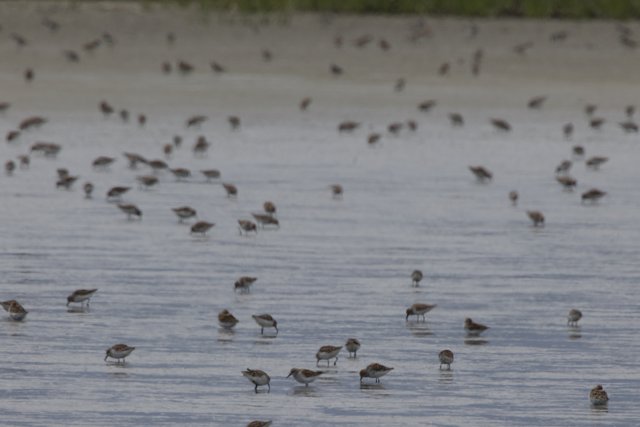 Dance of the Sandpipers