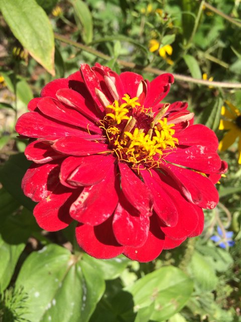 Red Daisy with Yellow Center