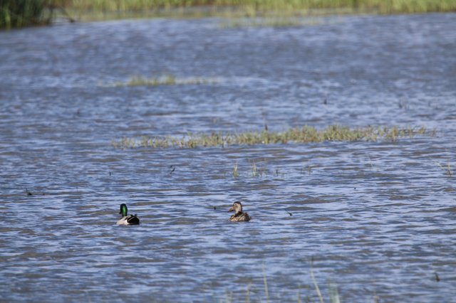 Mallard Pair Swimming in Wetland Waters