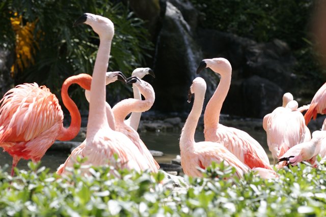 Flamingo Flock in the Zoo