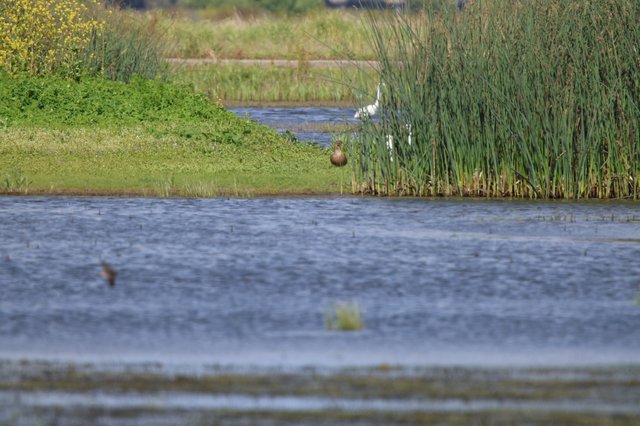 Waterfowl in Wetland Habitat with Tall Reeds