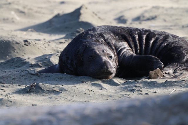 Elephant Seal Pup Resting on Sandy Beach