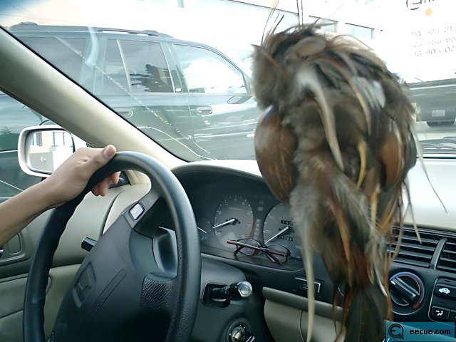 Driving with my Feathered Friend