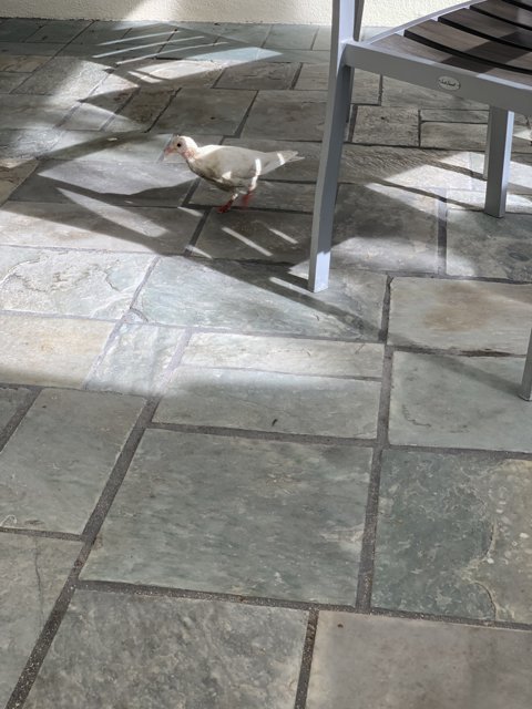Peaceful Pigeon on Flagstone Floor