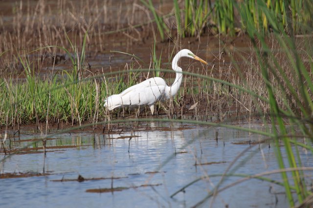 Great Egret Hunting in Shallow Wetland Waters