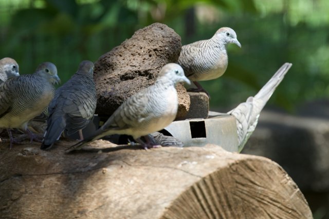 Tranquil Gathering: Doves at Honolulu Zoo