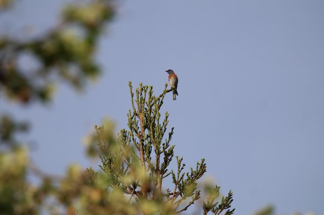 Western Bluebird Perched on Conifer at Dawn