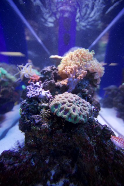 Diverse Ecosystem of a Coral Reef