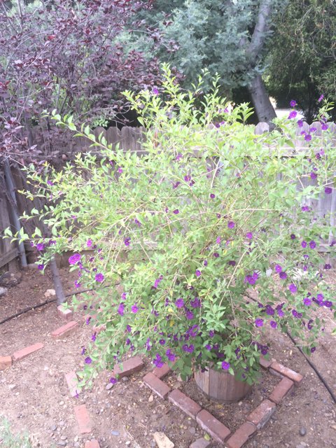 Purple Geranium in a Pot