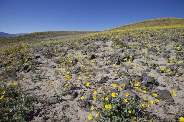 Sunny Yellow Flower Field in the Desert