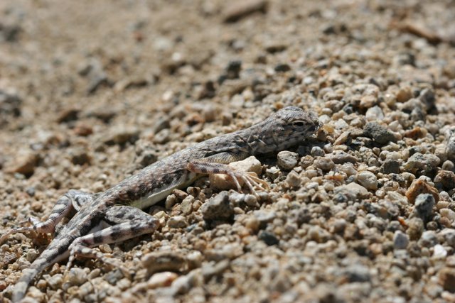 Sand-Sitting Lizard