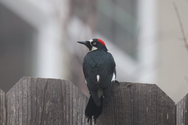 Acorn Woodpecker Perched on Weathered Wooden Fence